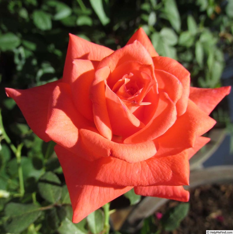 'Orange Classic' rose photo