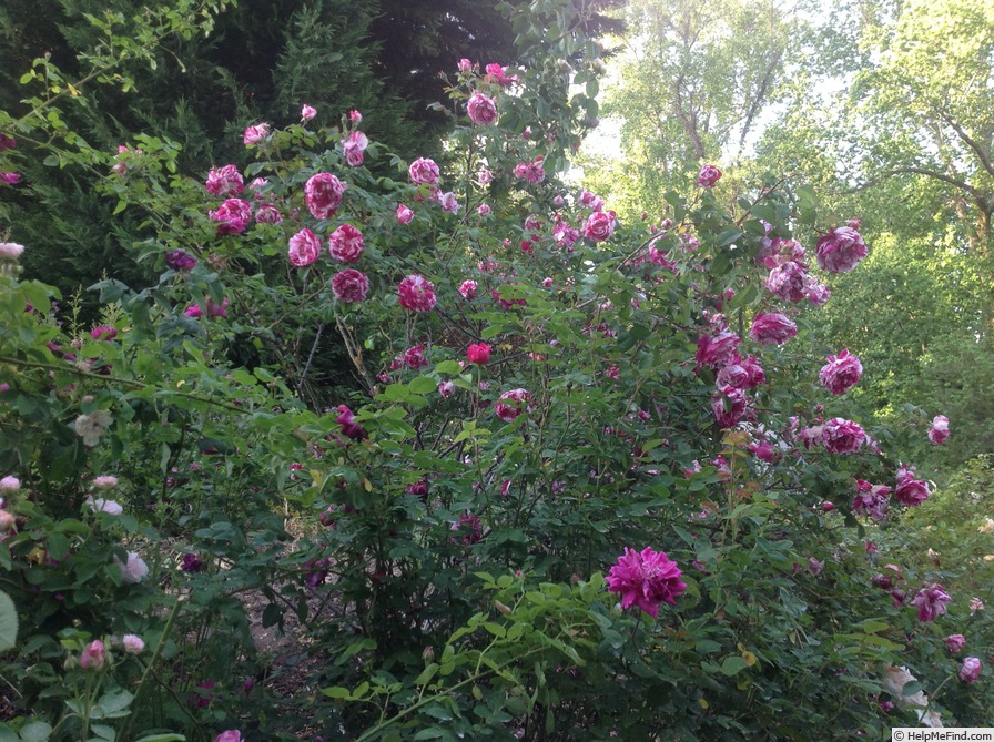 'Moore's Striped Rugosa' rose photo