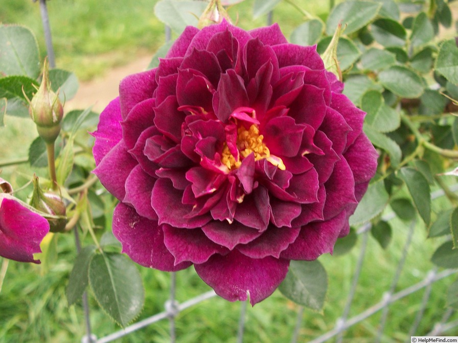 'Sweet Thomas' rose photo