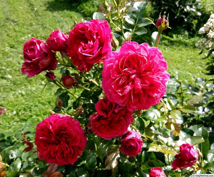 'Soul ® (shrub, Evers/Tantau, 2009/14)' rose photo