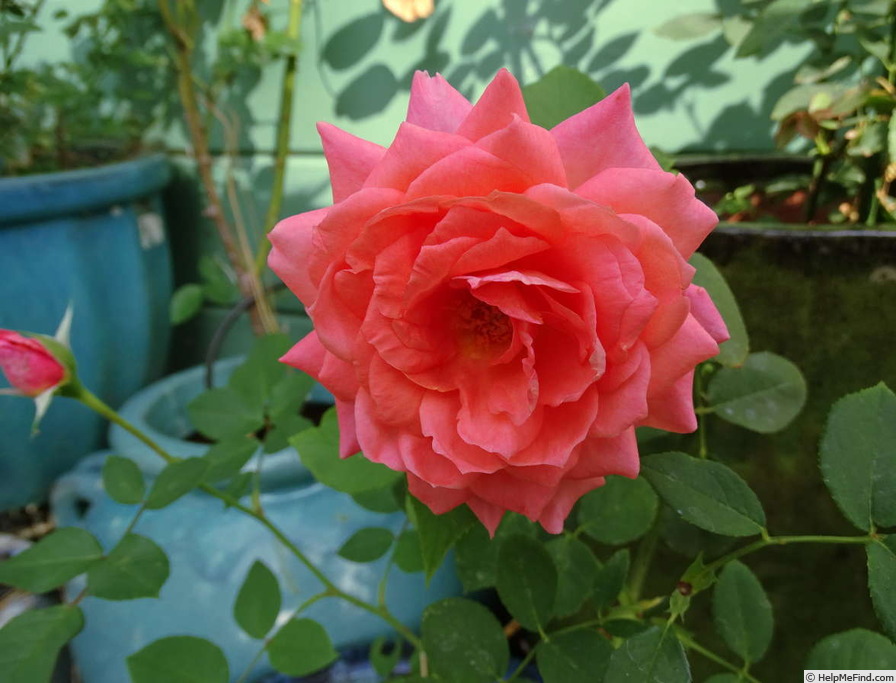 'Picnic' rose photo