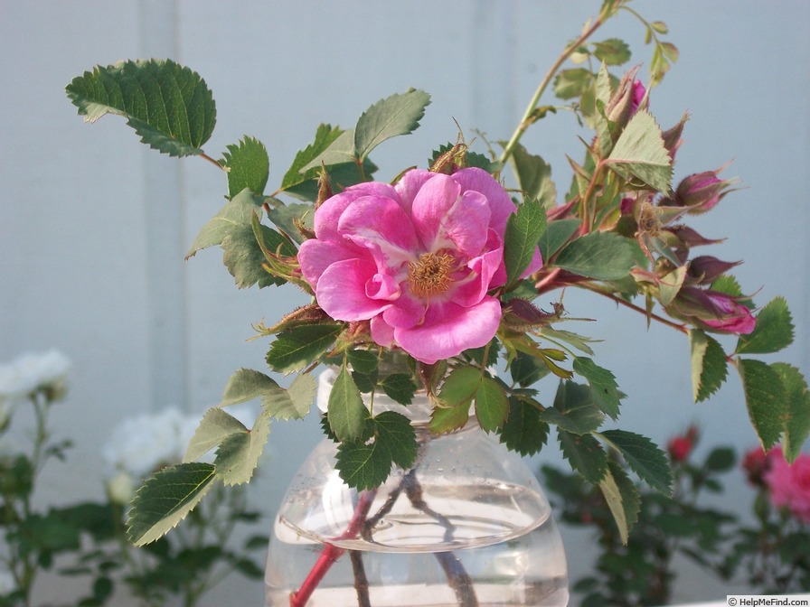 'R. spithamea' rose photo