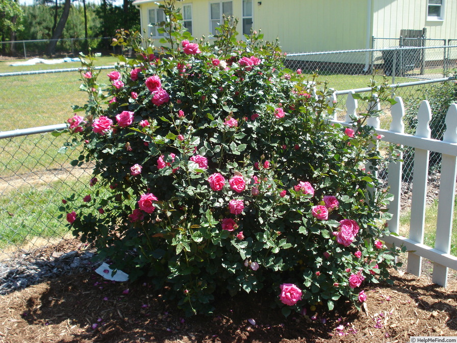 'F-08-3' rose photo