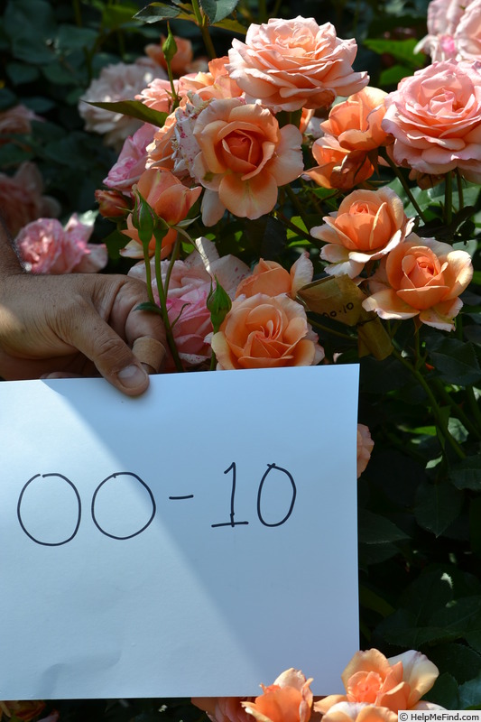 'F-00-10' rose photo
