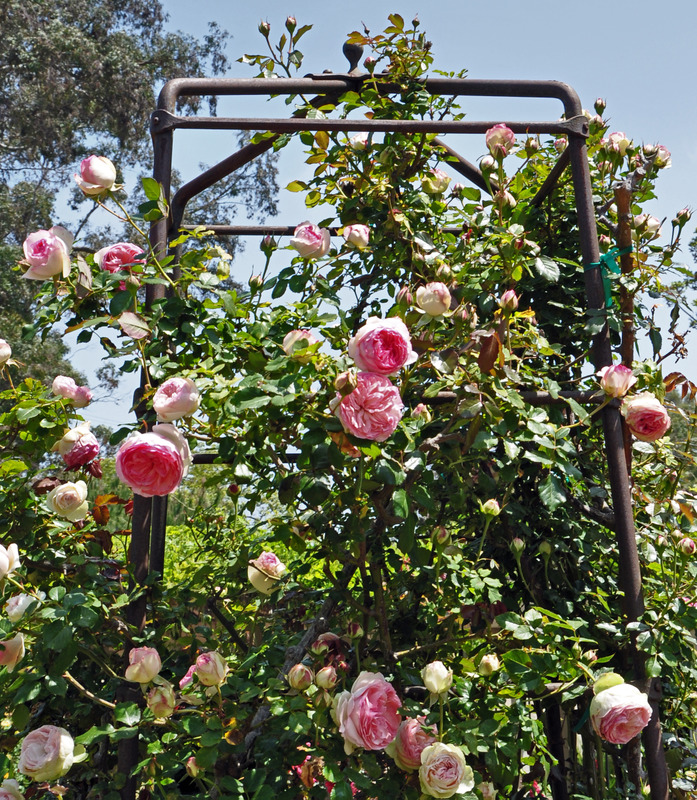 'Howard Rose Garden'  photo