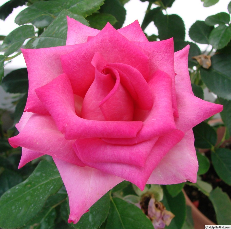 'Swing Time' rose photo