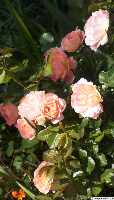 'Peach Profusion' rose photo