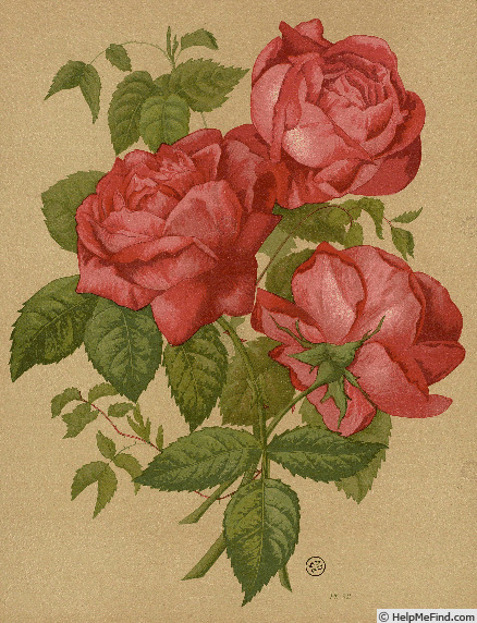 'François Michelon' rose photo
