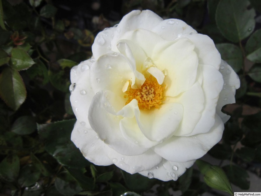 'Kailani ™' rose photo