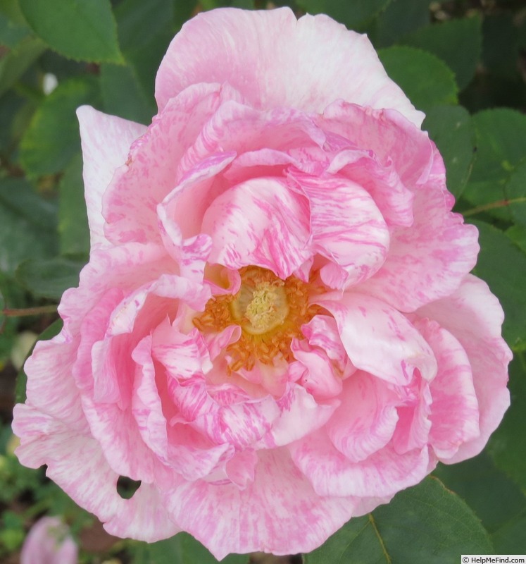 'Adam Rackles' rose photo
