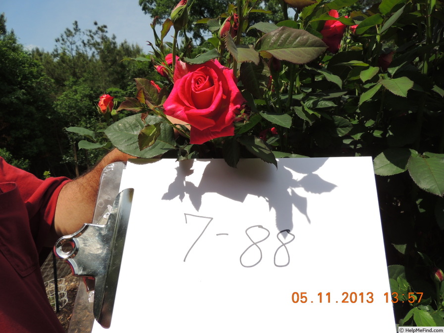 'F-07-88' rose photo