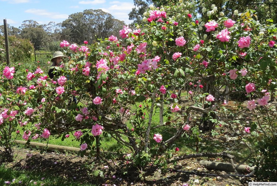 'Doris Downes' rose photo