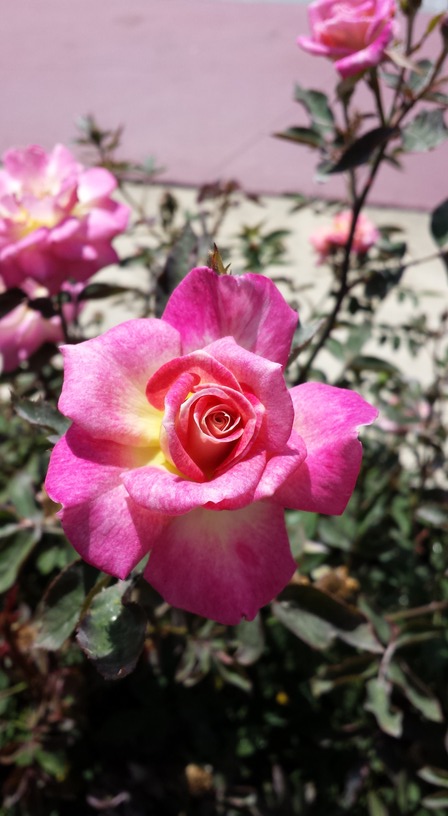 'Dulcinea (miniature, Sproul 2013)' rose photo