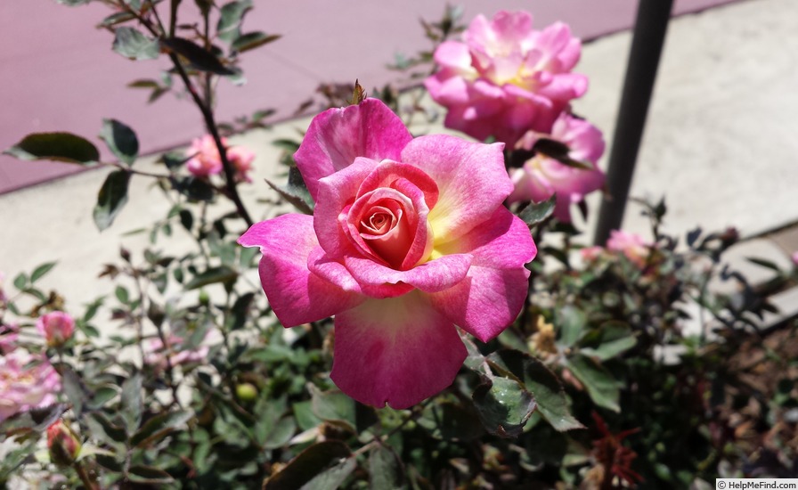 'Dulcinea (miniature, Sproul 2013)' rose photo