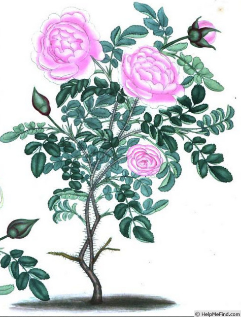 'Double Rose Blush' rose photo