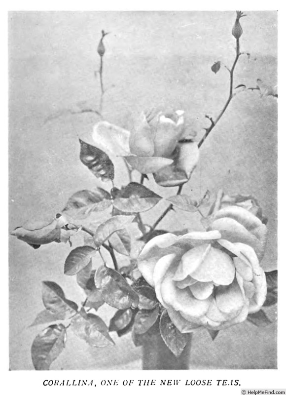 'Corallina (tea, Paul, 1900)' rose photo