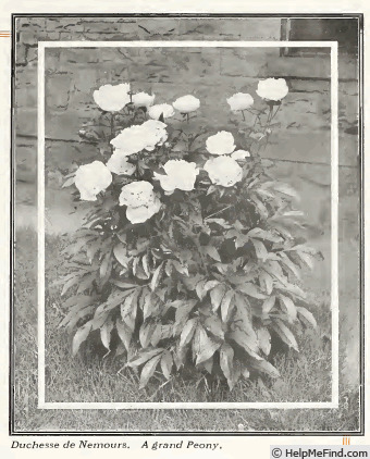 'Duchesse de Nemours (hybrid lactiflora, Calot, 1856)' peony photo