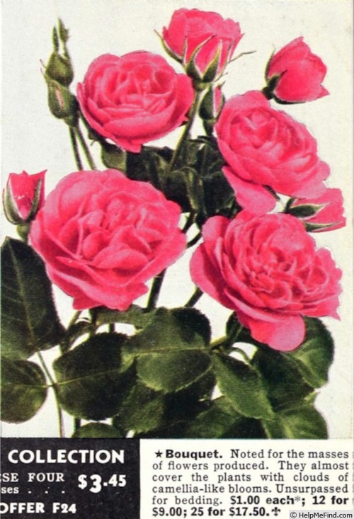 'Bouquet (floribunda, Tantau, 1940)' rose photo