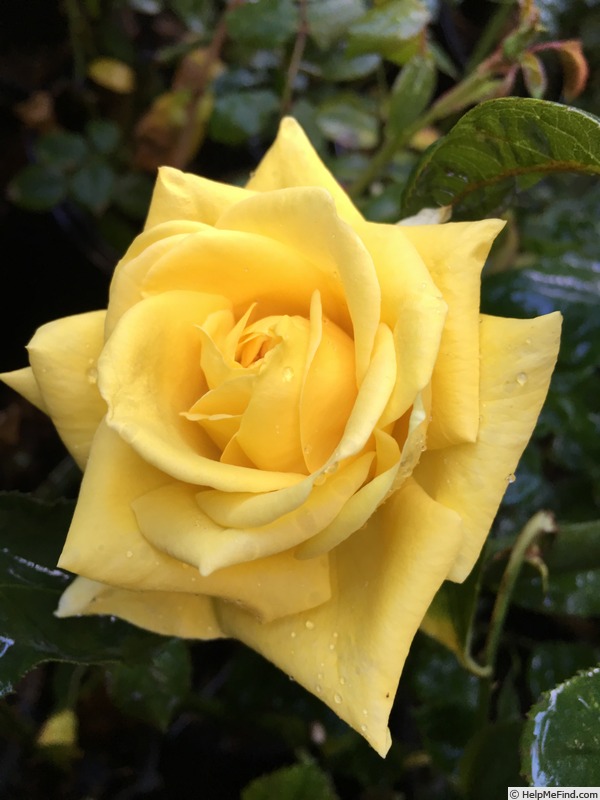 'Canary Diamond ™' rose photo