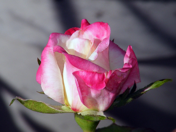 'Dr. Jim Hering' rose photo