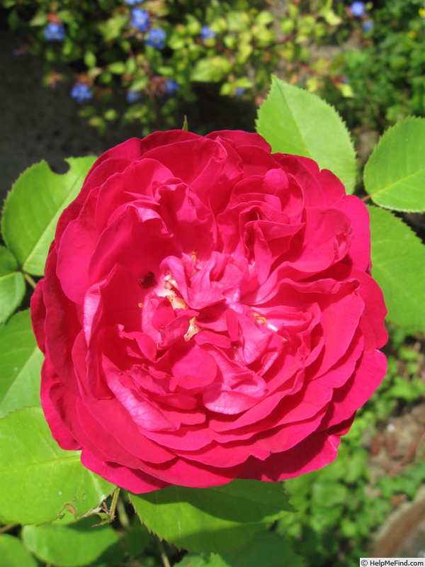 'Star of Waltham' rose photo