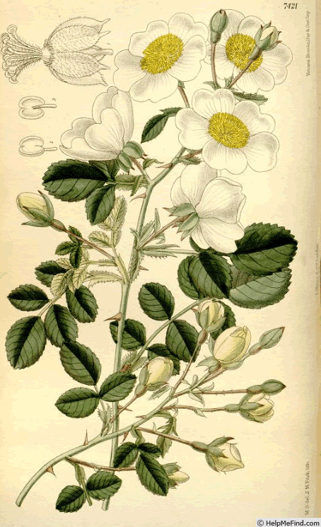 'R. luciae' rose photo