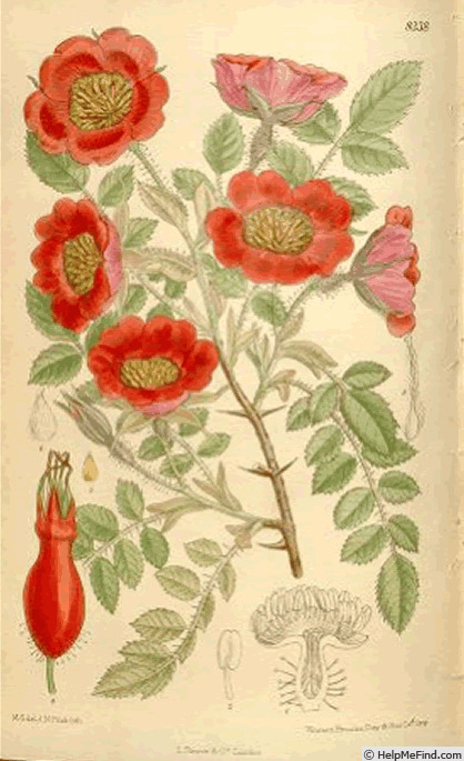 '<i>Rosa moyesii</i> Hemsl. & E.H.Wilson' rose photo