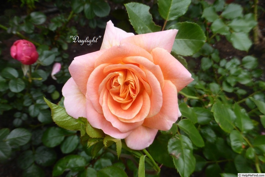 'Daylight (floribunda, Ilsink, 1991)' rose photo