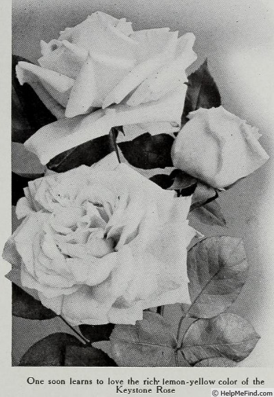 'Keystone' rose photo