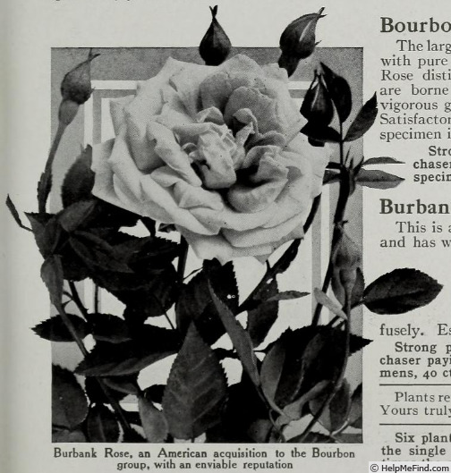 'Burbank' rose photo