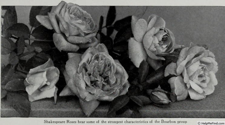 'Shakespeare (bourbon, Mauget 1834)' rose photo
