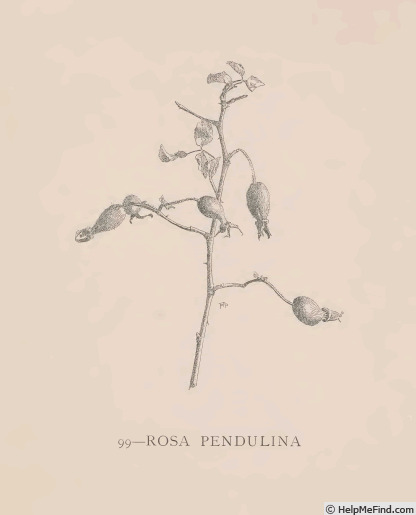 '<i>Rosa pendulina</i> L.' rose photo