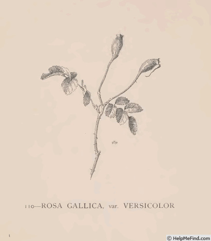 '<i>Rosa gallica</i> var. <i>versicolor</i> L.' rose photo