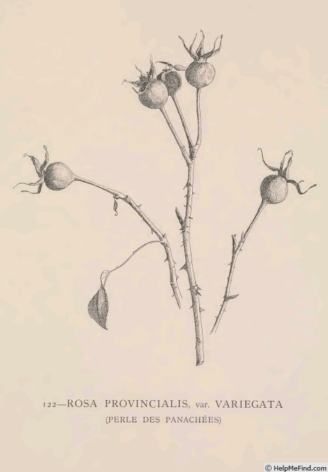 '<i>Rosa provincialis</i> var. <i>variegata</i> Hort.' rose photo