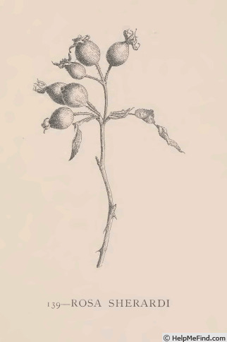'R. sherardii' rose photo