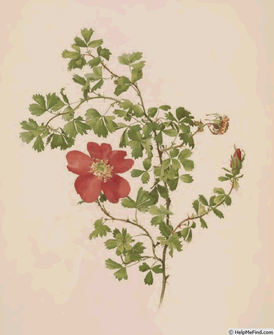 '<i>Rosa stellata</i> Wooton' rose photo