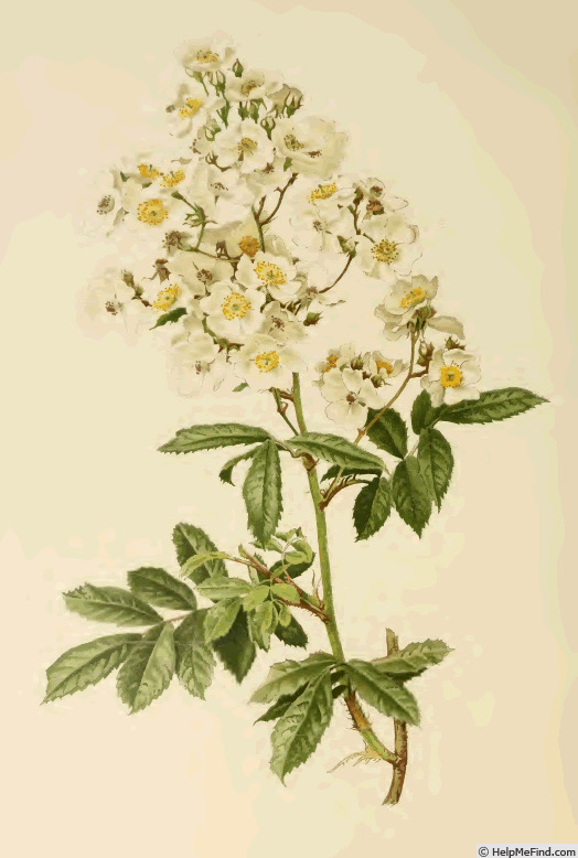 '<i>Rosa multiflora</i> Thunb.' rose photo