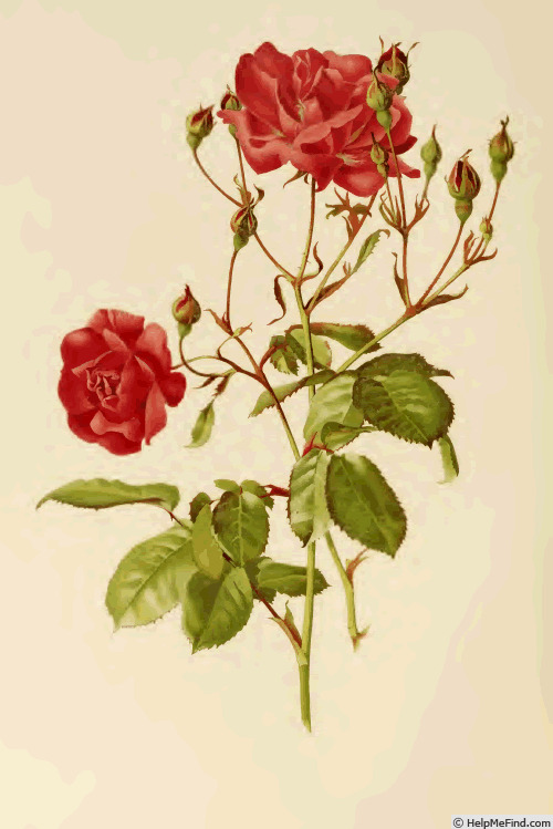'Fellenberg' rose photo