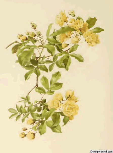 '<i>Rosa banksiae</i> f. <i>lutea</i> Rehder' rose photo