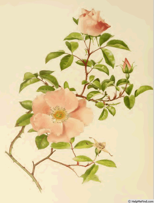 '<i>Rosa laevigata</i> 'Anémone Rose'' rose photo