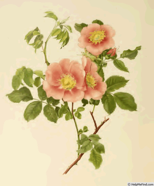 '<i>Rosa laxa</i> Retzius' rose photo