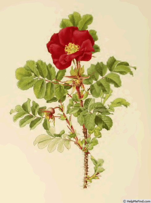 '<i>Rosa rugosa</i> Thunb.' rose photo