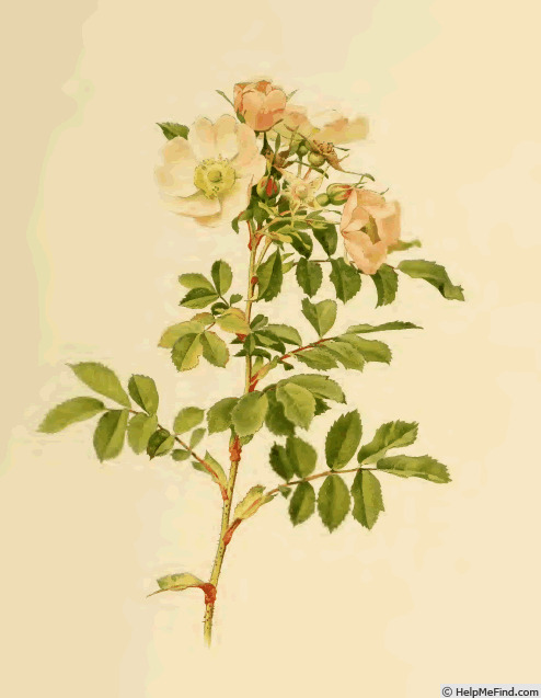 '<i>Rosa humilis</i> Marsh. synonym' rose photo