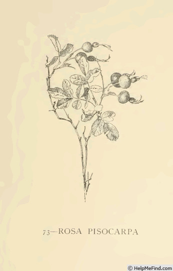 '<I>Rosa pisocarpa</i> A.Gray' rose photo