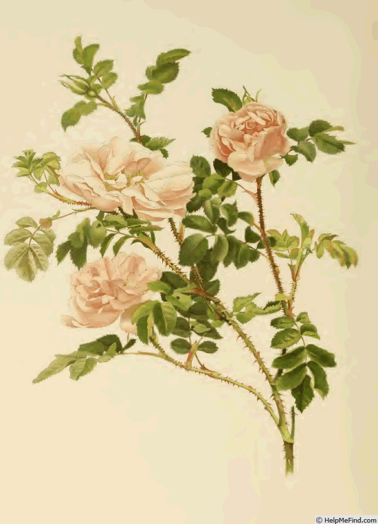 'Stanwell Perpetual (Spinosissima, Lee before 1821)' rose photo