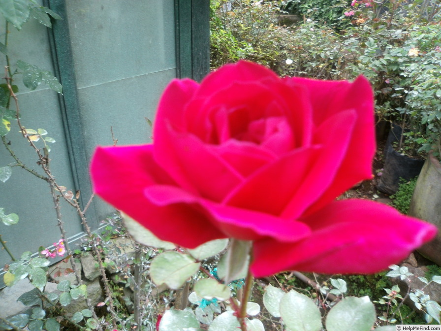 'Lyndy's First Love' rose photo