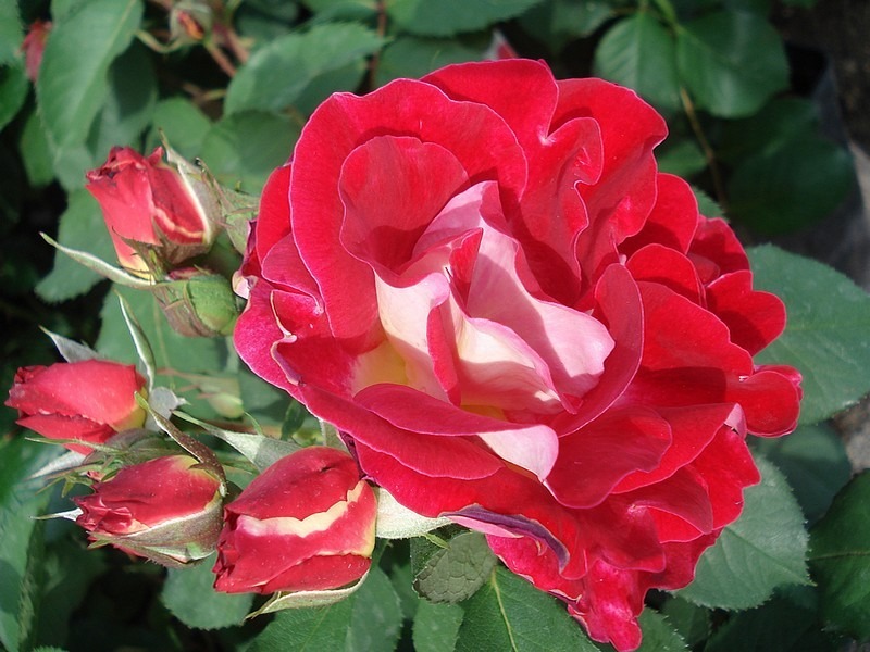 'Aline Mayrisch Rose ®' rose photo