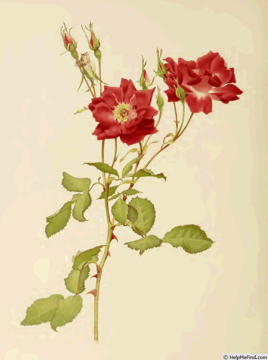 '<i>Rosa borboniana</i> Desp.' rose photo