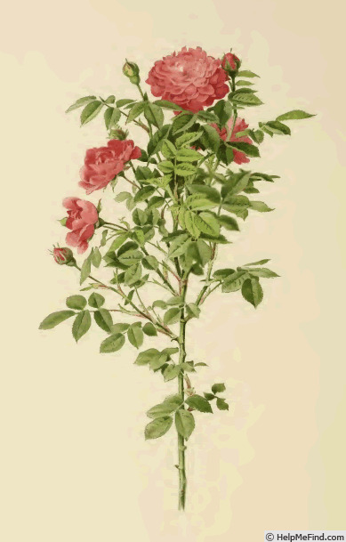 '<i>Rosa parvifolia</i> Ehrh. synonym' rose photo