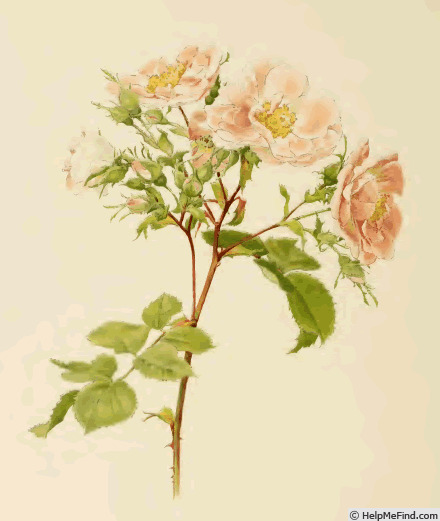 '<i>Rosa damascena</i> Mill.' rose photo